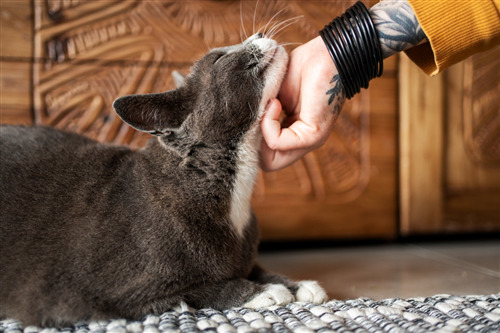 Gray cat enjoys chin scratches from a hand with tattoos and bracelets.