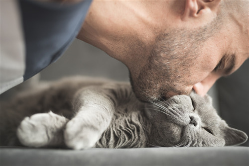 Man kissing a sleeping gray cat on a couch.