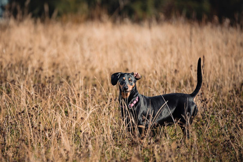 Black dog standing in a field of tall grass