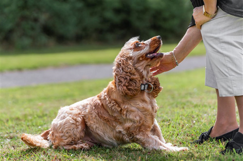 Dog sitting on grass, being petted by a person's hand.