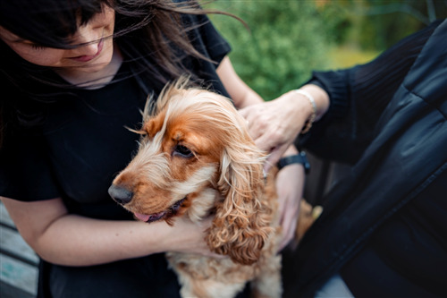 Person petting a cocker spaniel on a bench.