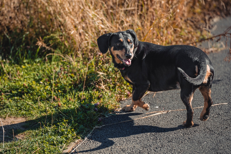 Brown dog with long curly ears and tongue out.