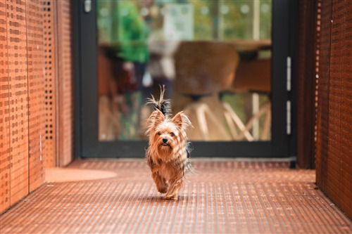 Small dog running on a wooden deck indoors
