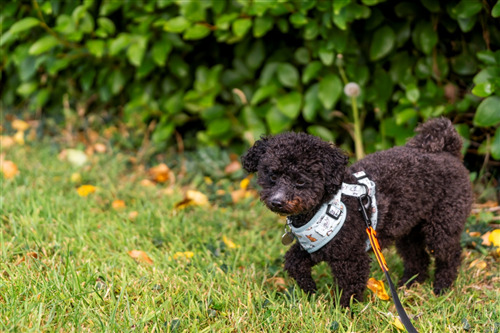 Black curly-haired dog wearing a harness in a grassy area.