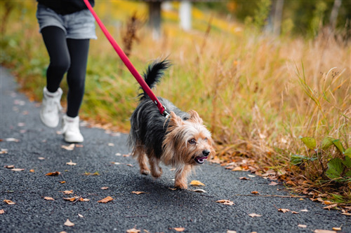 Person walking a small dog on a leash along a path in autumn.