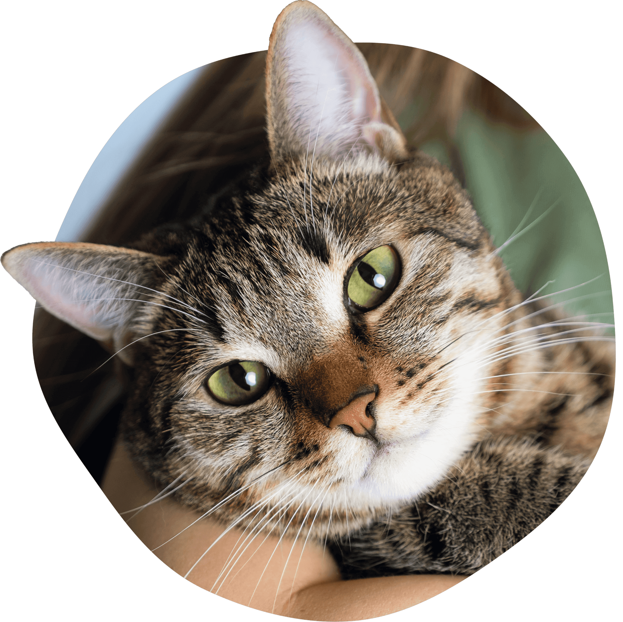 Primer plano de un gato atigrado con ojos verdes en brazos.