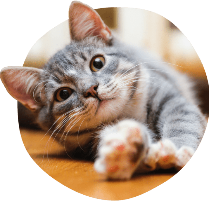 Gray tabby cat stretching on wooden floor.