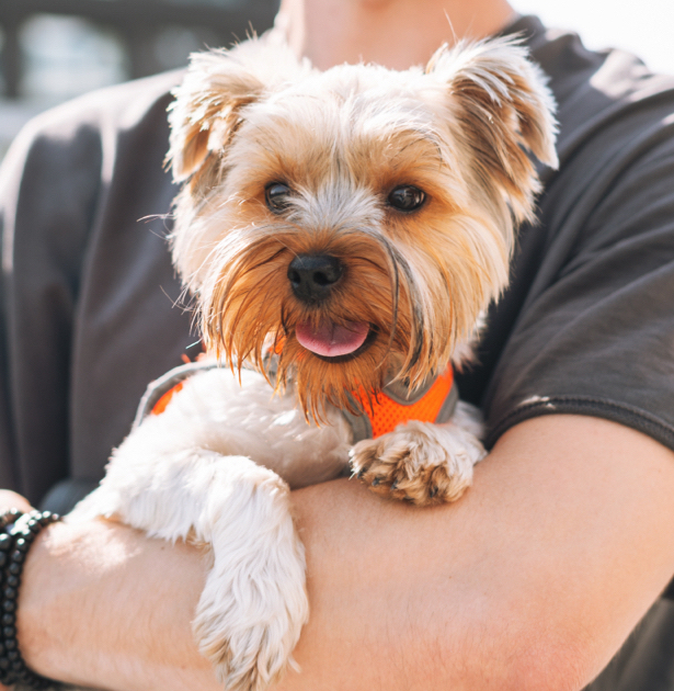Yorkshire Terrier avec un harnais orange dans les bras.