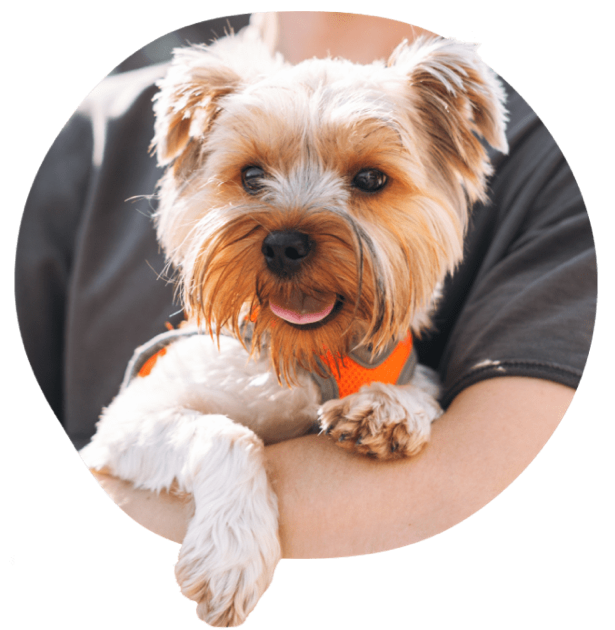 Small dog with brown and white fur held by a person.