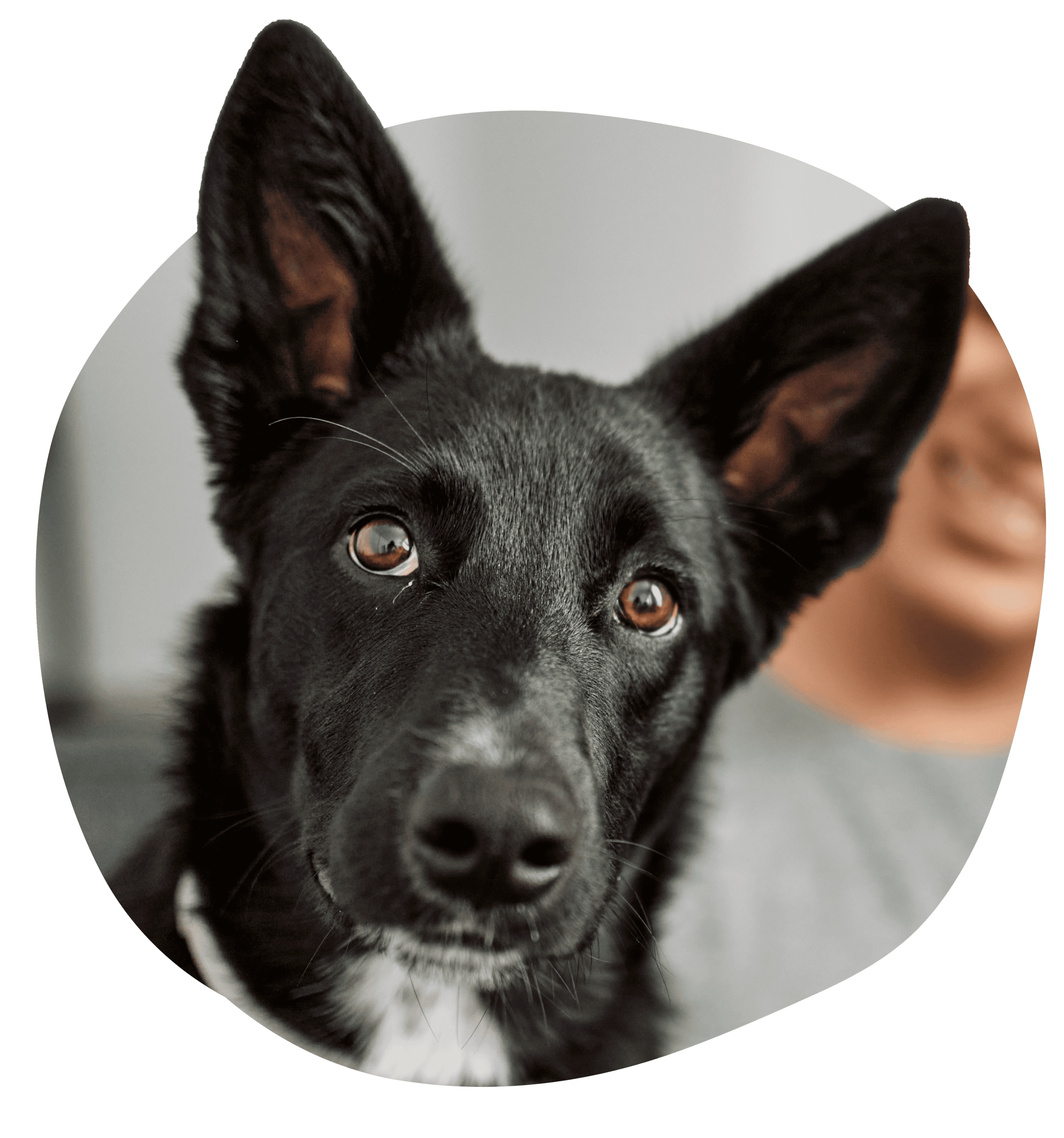 Close-up of a black dog with large ears looking at the camera.