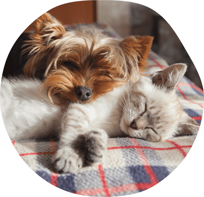 Chien et chat dormant ensemble sur une couverture.