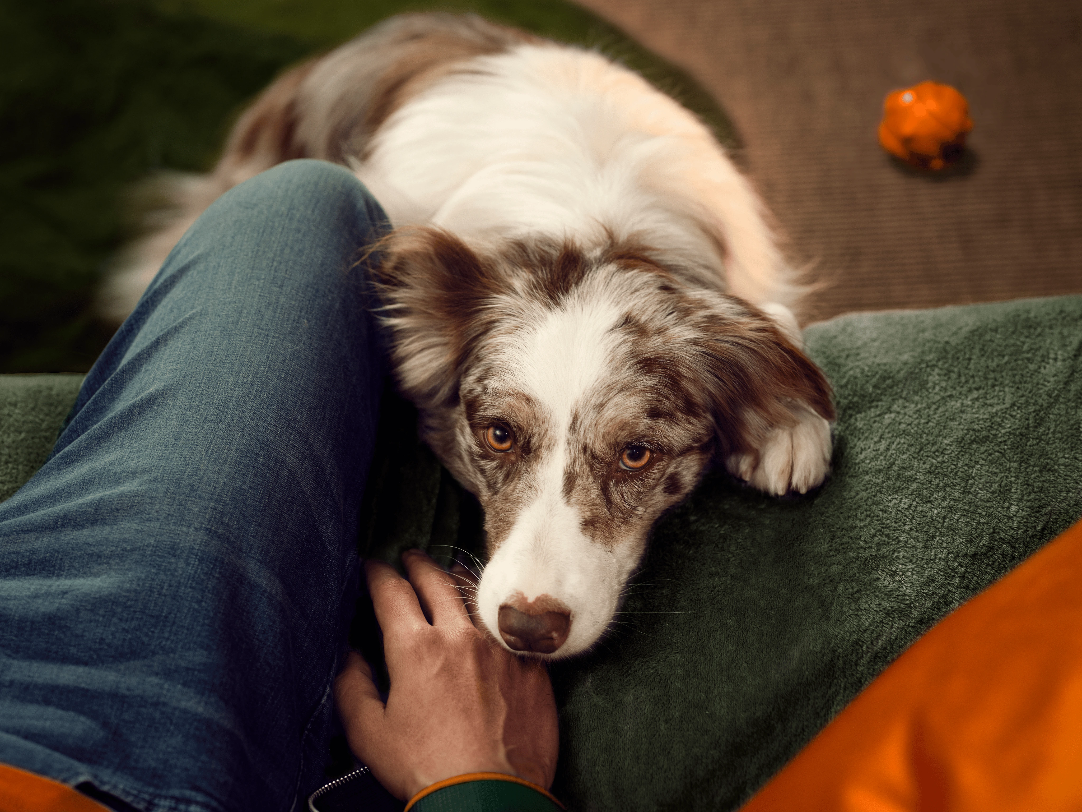 Perro mirando hacia arriba con la cabeza en el regazo de una persona.