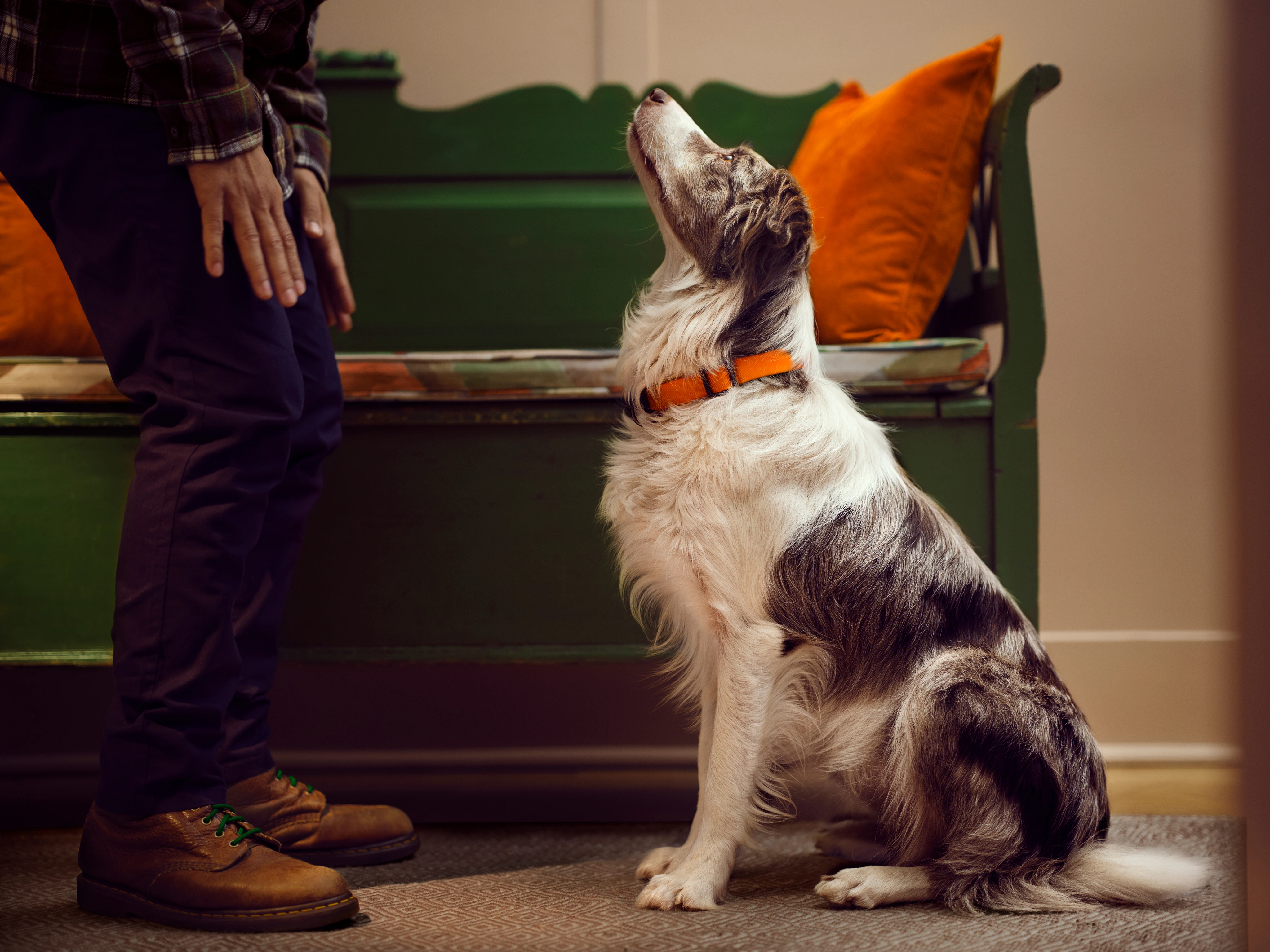 Perro sentado y mirando hacia arriba a una persona en un espacio interior.