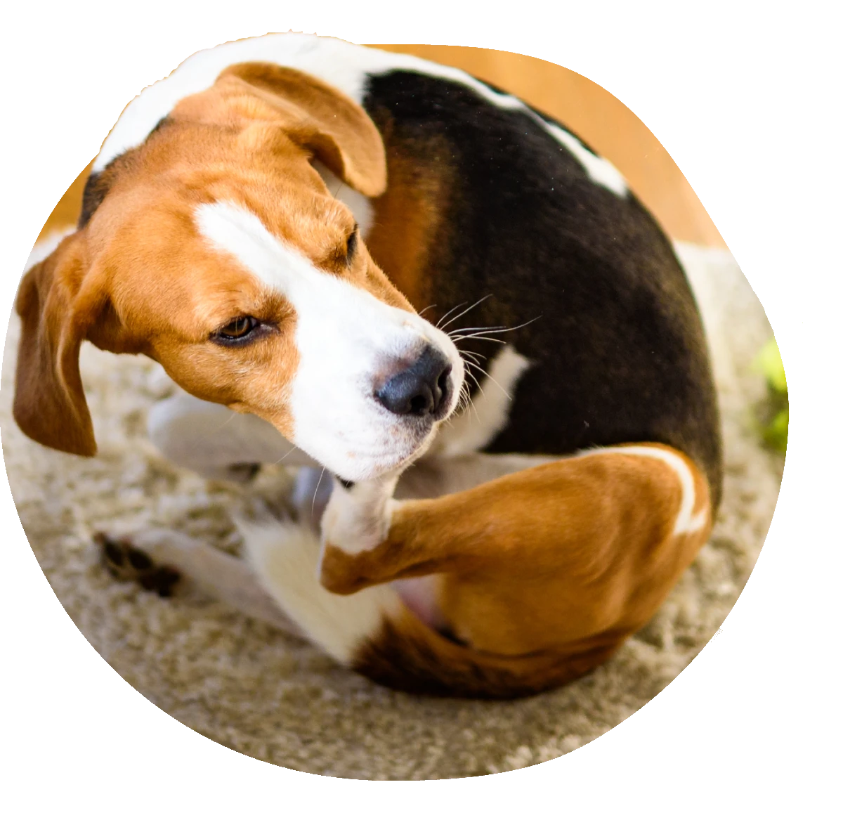 Ein Beagle kratzt sich, während er auf einem Teppich sitzt.