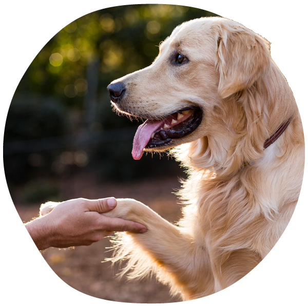 Golden retriever shaking hands with a person.