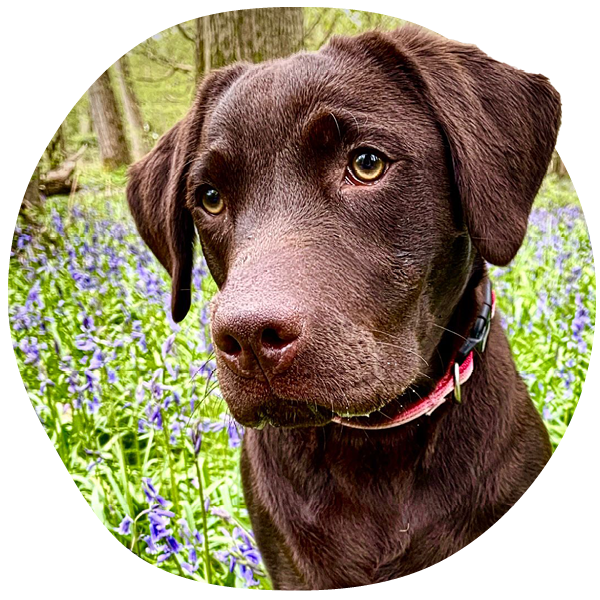 Chocolate labrador in a field of purple flowers.