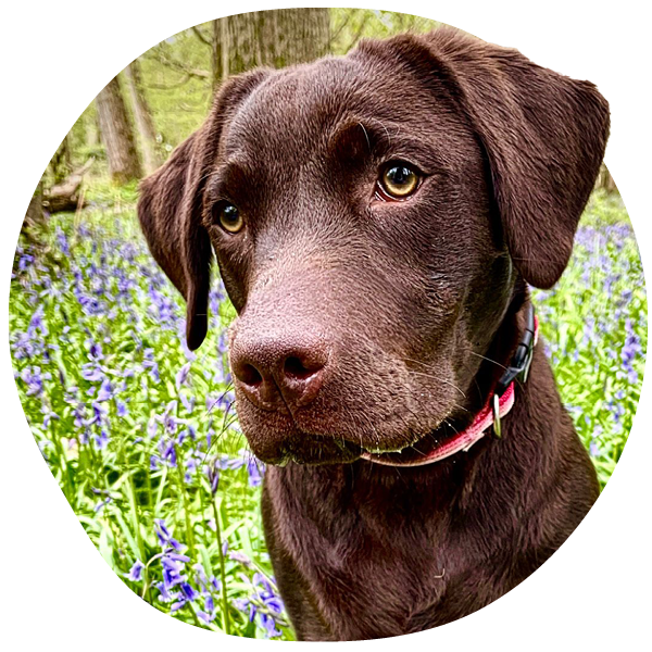 Chocolate labrador in a field of purple flowers.