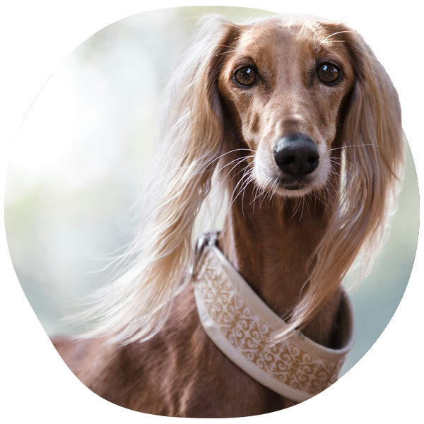 Long-haired dog with ornate collar outdoors.