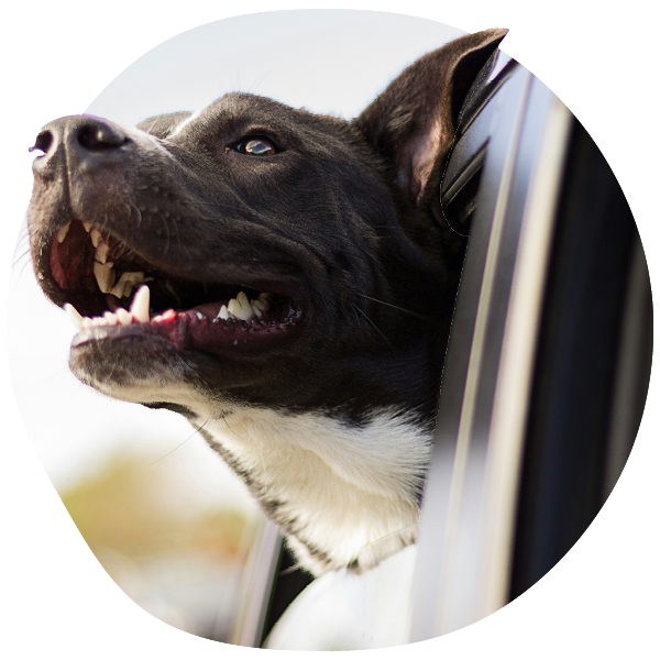 Dog with head out car window, smiling.