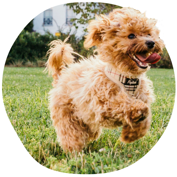 Joyful fluffy dog running on grass.
