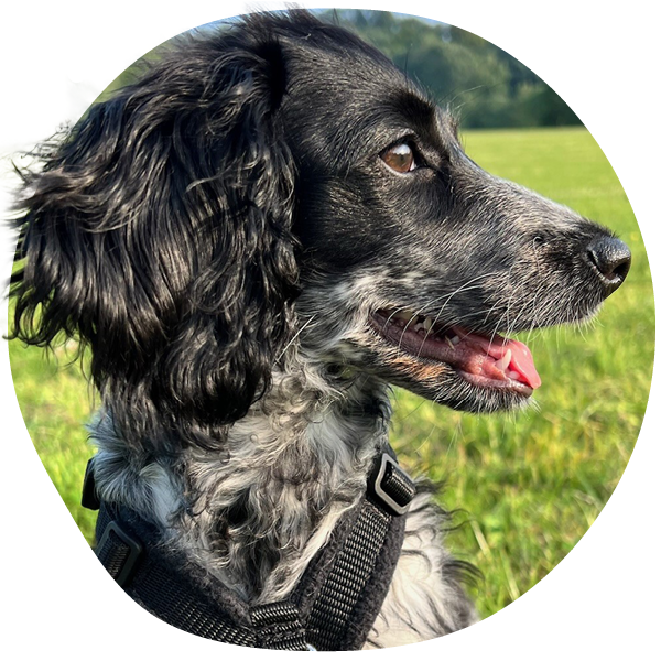 Black and white dog in a field wearing a harness.