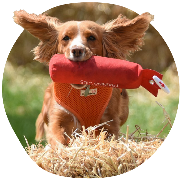 Dog with floppy ears running with red toy in mouth
