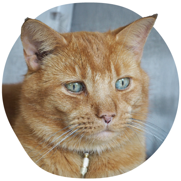 Close-up of an orange tabby cat with green eyes.
