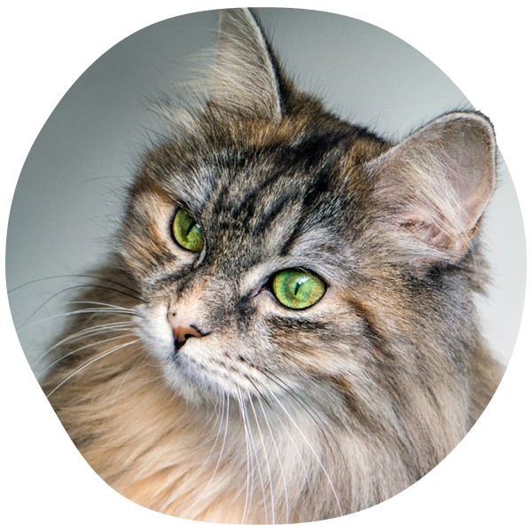 Close-up of a fluffy cat with green eyes.
