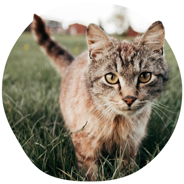 Close-up of a tabby cat walking in grass.
