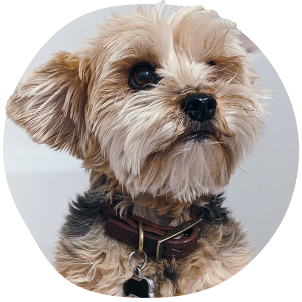 Primer plano de un perro pequeño y esponjoso con collar.