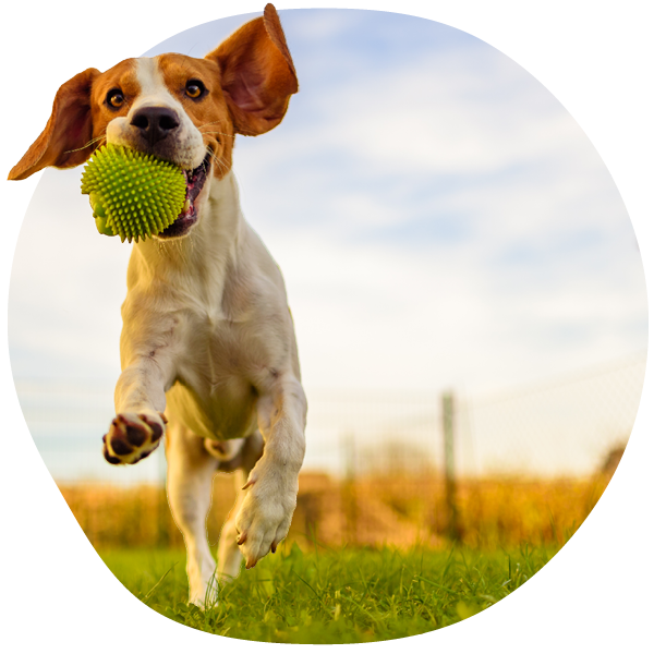 Dog running with a green ball in its mouth on grassy field.