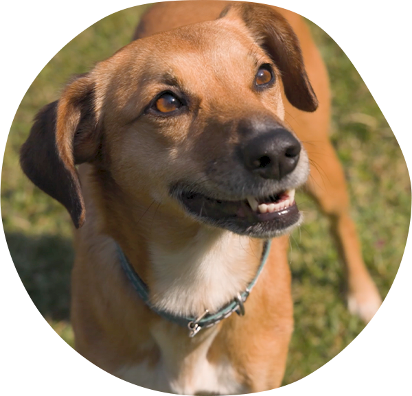 Cão feliz com a cabeça para fora da janela do carro, aproveitando o vento e o passeio.