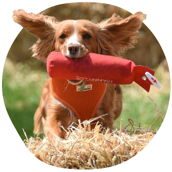 Dog with floppy ears running with red toy in mouth