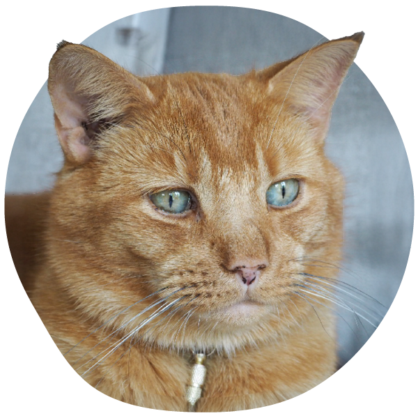 Close-up of an orange tabby cat with green eyes.