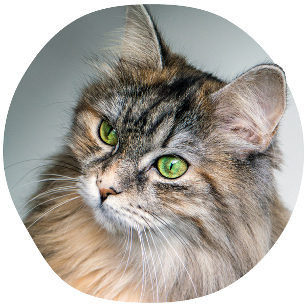 Close-up of a fluffy cat with green eyes.