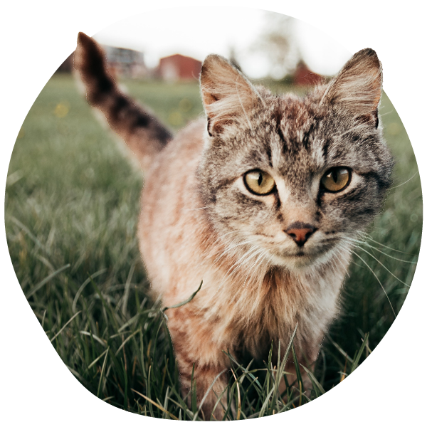 Close-up of a tabby cat walking in grass.