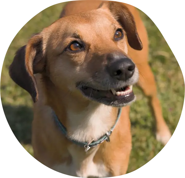 Cão feliz com a cabeça para fora da janela do carro, aproveitando o vento e o passeio.