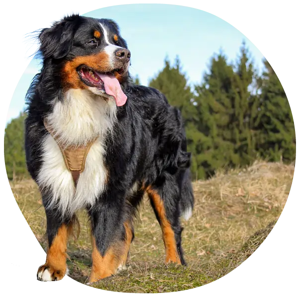 Bernese Mountain Dog standing outdoors in a grassy area with trees in the background.