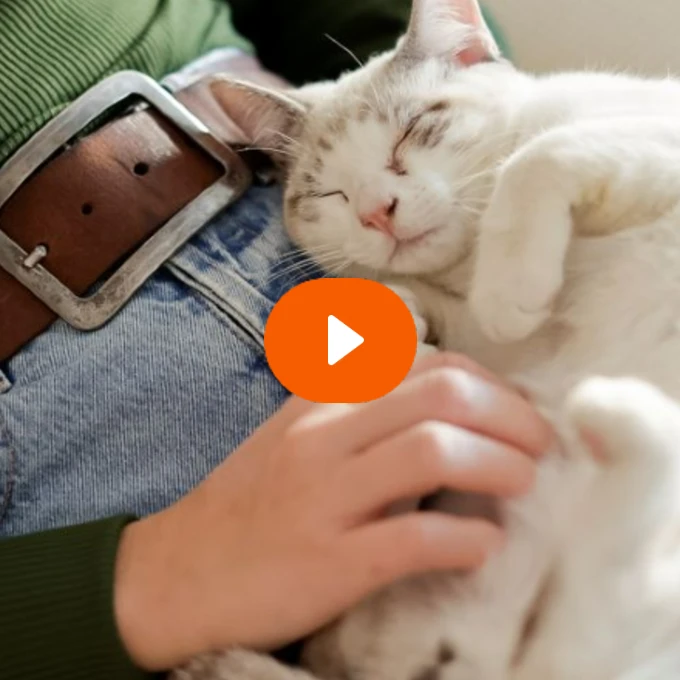 A female petting a relaxed cat on their lap with a orange play icon in the middle. 