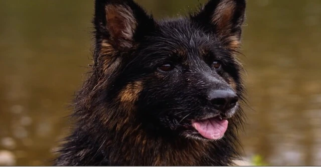 Aika, einem gesunden braunen Hund, der nach einer erfolgreichen tierärztlichen Behandlung die Natur genießt.