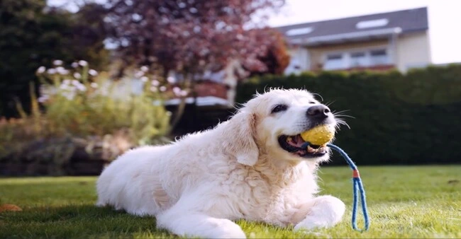Anka, einem schwarzen Hund, der aufmerksam auf grünem Gras steht, nachdem er zuverlässige Zoetis-Tierpflege erhalten hat.