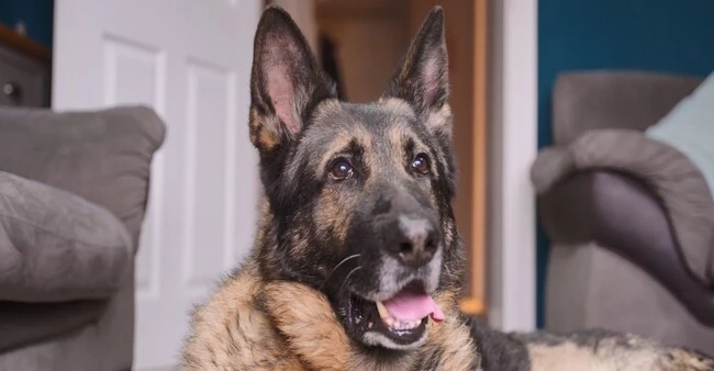 German Shepherd lying indoors, looking up with tongue out.