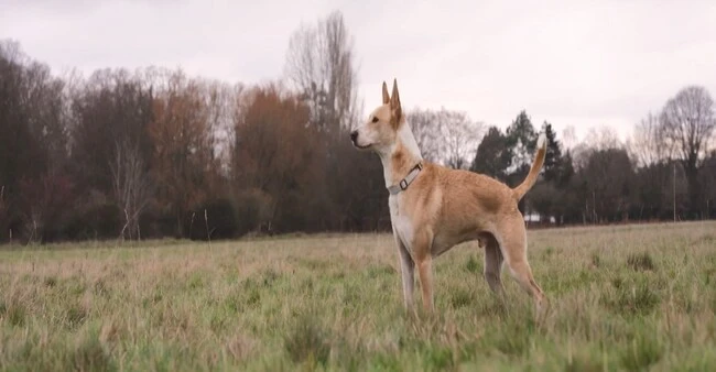 Dog standing in a field with trees in the background.