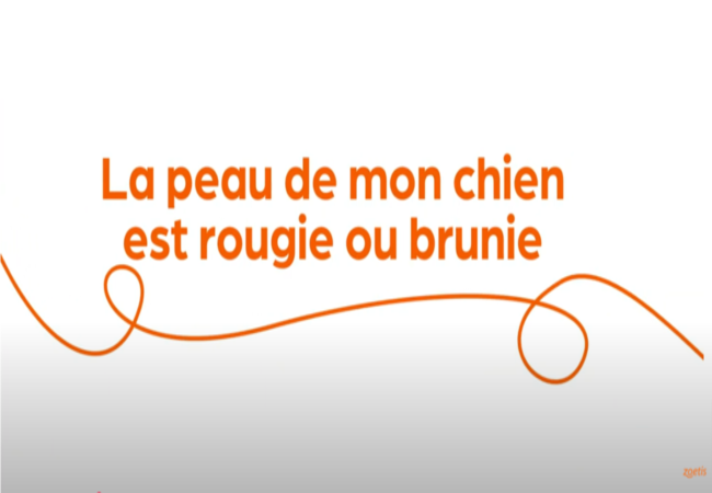 Texte « La peau de mon chien est rougie ou brunie » avec une spirale orange sur fond blanc.