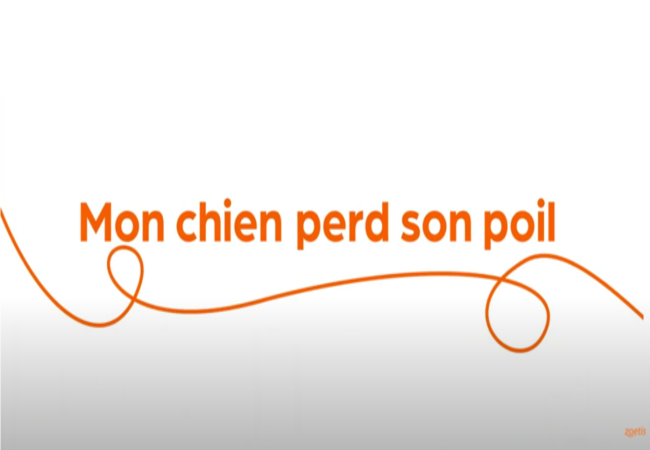 Texte « Mon chien perd son poil » avec une spirale orange sur fond blanc.