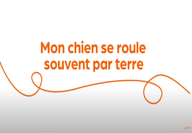 Texte « Mon chien se roule souvent par terre » avec une spirale orange sur fond blanc.