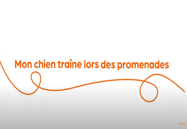 Texte « Mon chien traîne lors des promenades » avec une spirale orange sur fond blanc.