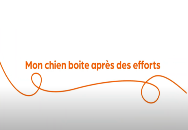 Texte « Mon chien boite après des efforts » avec une spirale orange sur fond blanc.