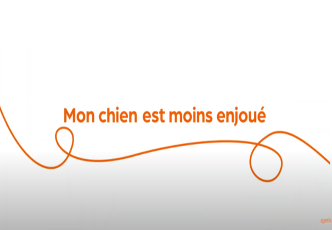 Texte « Mon chien est moins enjoué » avec une spirale orange sur fond blanc.