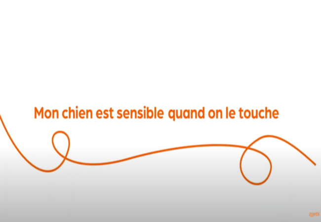 Texte « Mon chien est sensible quand on le touche » avec une spirale orange sur fond blanc.